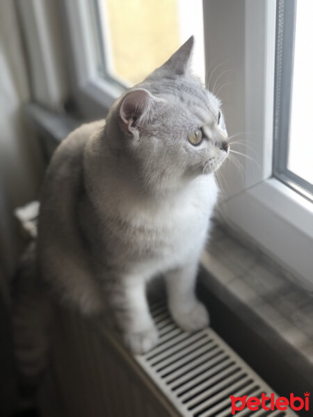 British Shorthair, Kedi  Paşa fotoğrafı