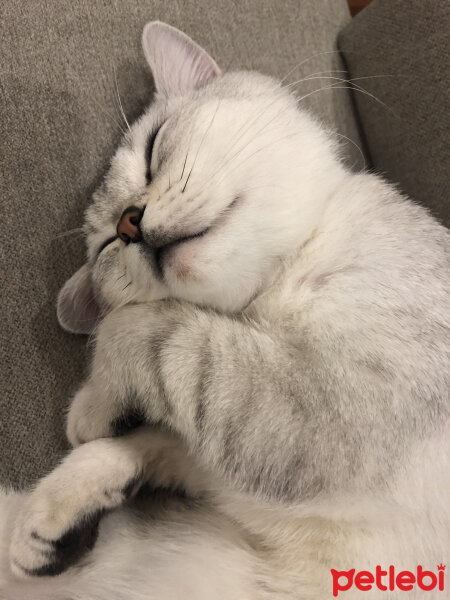 British Shorthair, Kedi  Paşa fotoğrafı