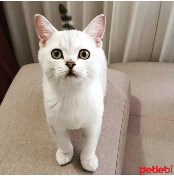 British Shorthair, Kedi  Paşa fotoğrafı