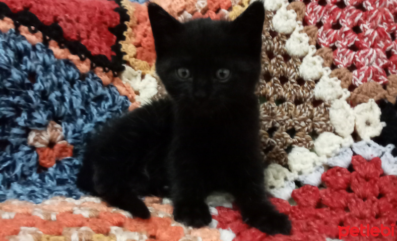 Tekir Kedi, Kedi  Melek fotoğrafı