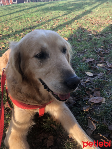 Golden Retriever, Köpek  Becks fotoğrafı