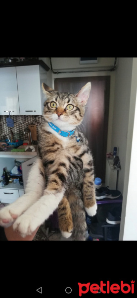Tekir Kedi, Kedi  Dora fotoğrafı