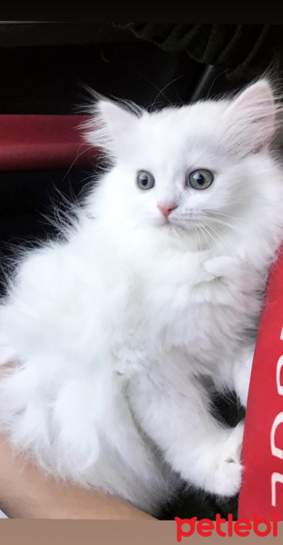 British Shorthair, Kedi  Çakıl fotoğrafı