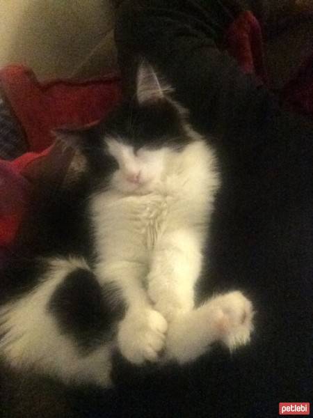 Tuxedo (Smokin) Kedi, Kedi  Sütlü fotoğrafı