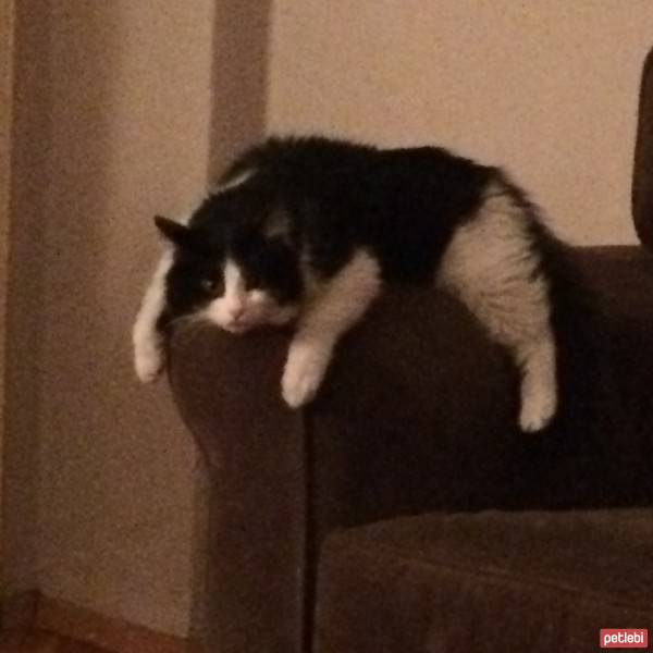 Tuxedo (Smokin) Kedi, Kedi  Sütlü fotoğrafı