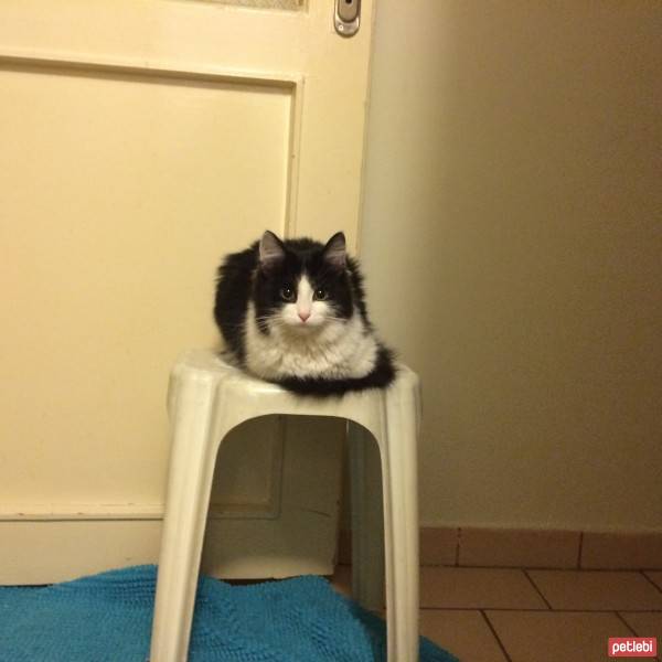 Tuxedo (Smokin) Kedi, Kedi  Sütlü fotoğrafı