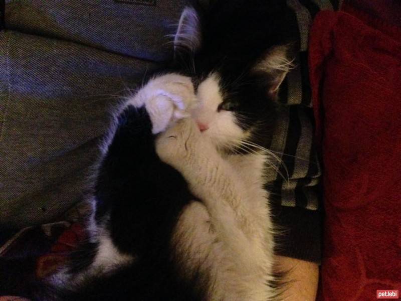 Tuxedo (Smokin) Kedi, Kedi  Sütlü fotoğrafı
