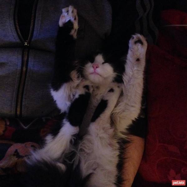 Tuxedo (Smokin) Kedi, Kedi  Sütlü fotoğrafı