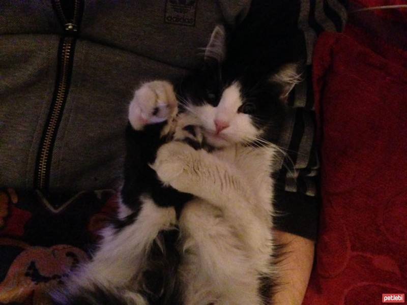 Tuxedo (Smokin) Kedi, Kedi  Sütlü fotoğrafı