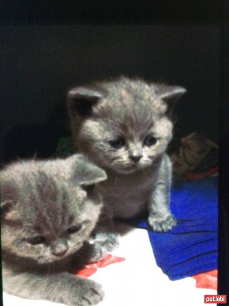 British Shorthair, Kedi  muhi fotoğrafı