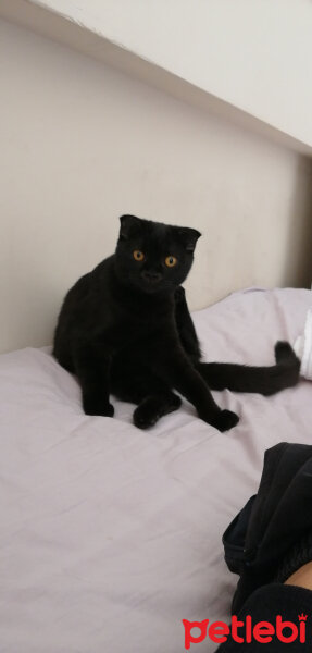 Scottish Fold, Kedi  Şef fotoğrafı