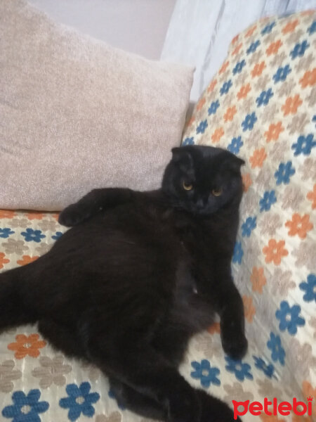 Scottish Fold, Kedi  Şef fotoğrafı