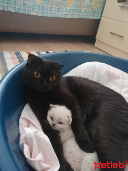 Scottish Fold, Kedi  Şef fotoğrafı