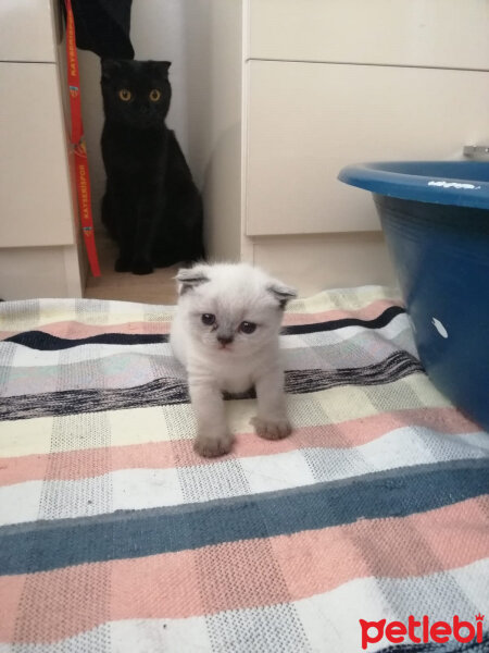 Scottish Fold, Kedi  Şef fotoğrafı