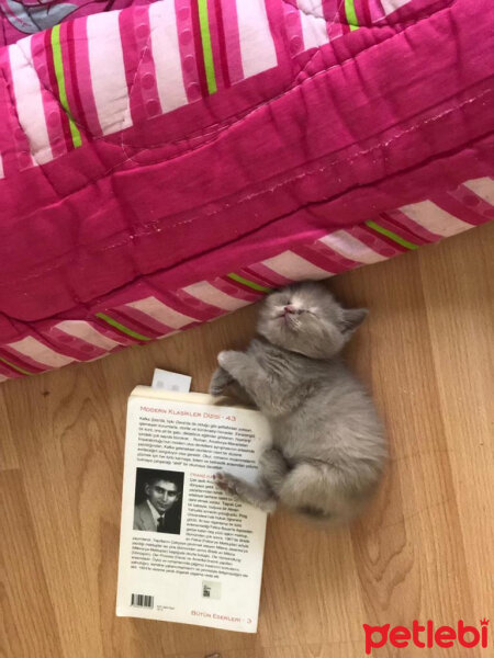 British Shorthair, Kedi  Bulut fotoğrafı