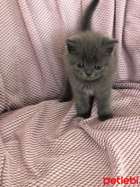 British Shorthair, Kedi  Bulut fotoğrafı