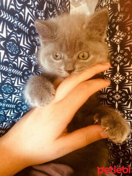 British Shorthair, Kedi  Bulut fotoğrafı