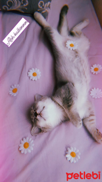 British Shorthair, Kedi  Peri fotoğrafı