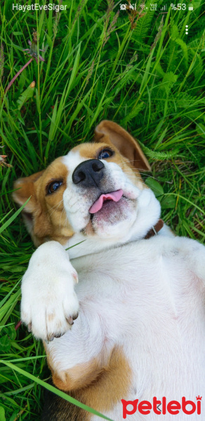 Beagle, Köpek  Hektor fotoğrafı