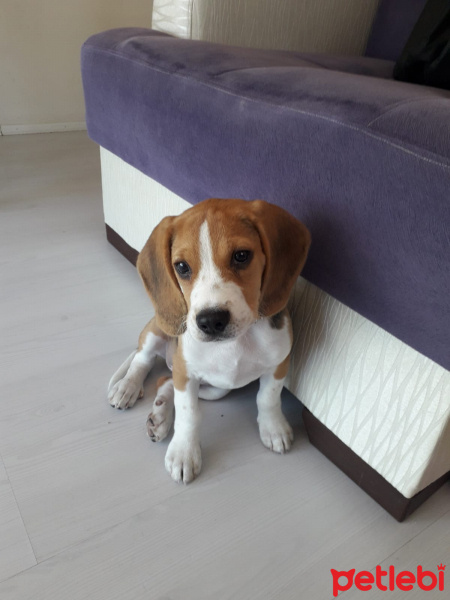 Beagle, Köpek  Hektor fotoğrafı