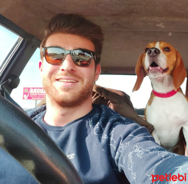 Beagle, Köpek  Hektor fotoğrafı