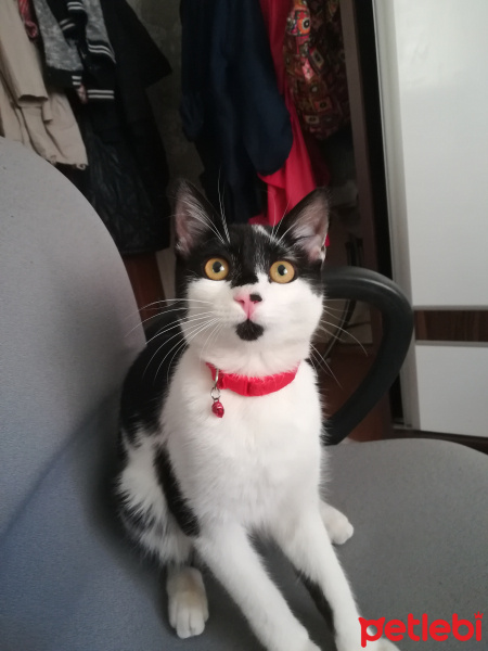 Tuxedo (Smokin) Kedi, Kedi  Şanslı fotoğrafı