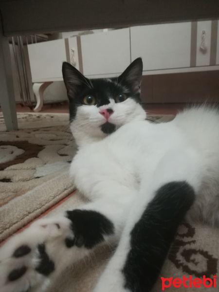 Tuxedo (Smokin) Kedi, Kedi  Şanslı fotoğrafı
