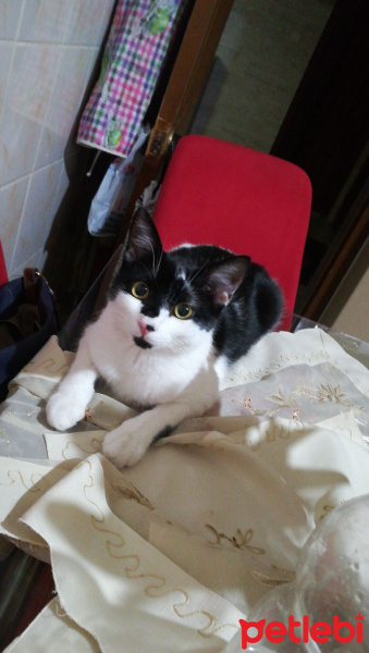 Tuxedo (Smokin) Kedi, Kedi  Şanslı fotoğrafı