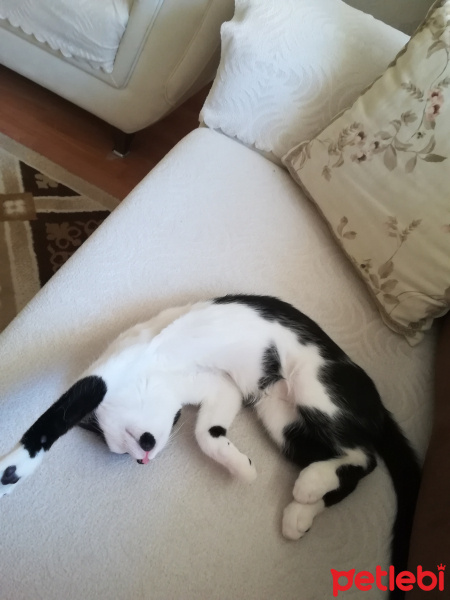 Tuxedo (Smokin) Kedi, Kedi  Şanslı fotoğrafı
