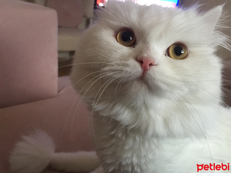 Chinchilla, Kedi  Lokum fotoğrafı