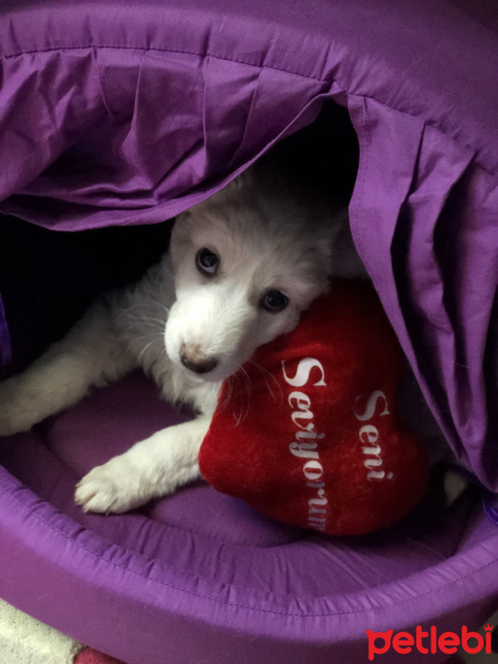 Maltese, Köpek  Kaju fotoğrafı
