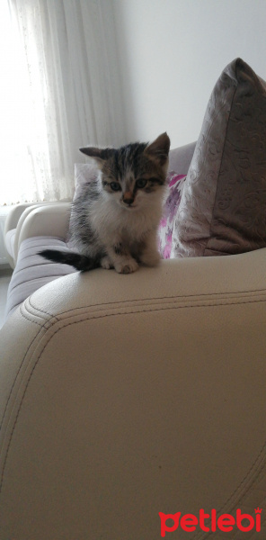 Sibirya Kedisi, Kedi  Mia fotoğrafı