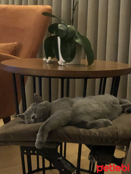British Shorthair, Kedi  Pati fotoğrafı
