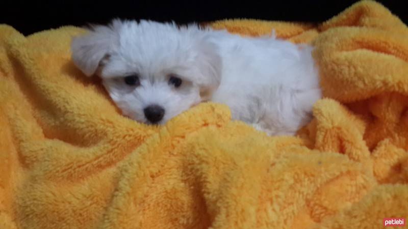 Maltese, Köpek  Lulu fotoğrafı
