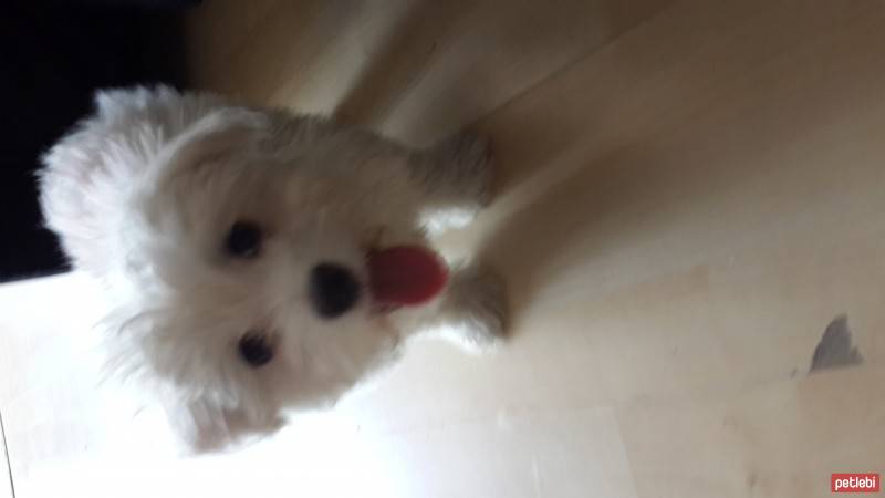 Maltese, Köpek  Lulu fotoğrafı