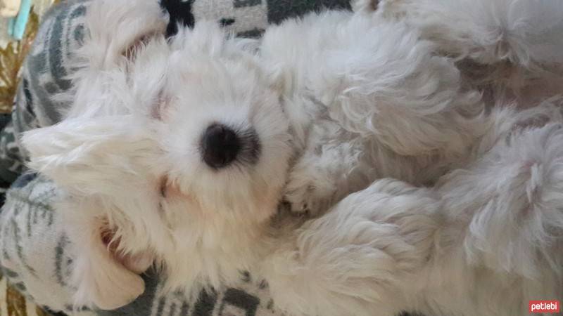 Maltese, Köpek  Lulu fotoğrafı