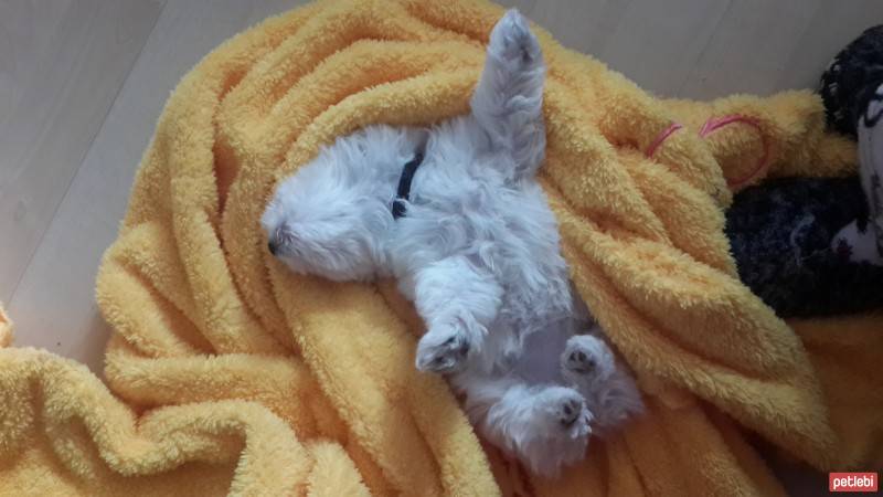 Maltese, Köpek  Lulu fotoğrafı