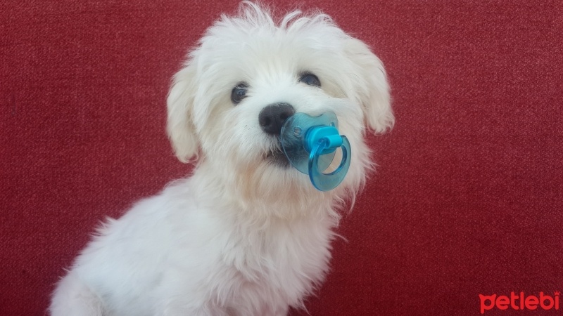 Maltese, Köpek  Lulu fotoğrafı
