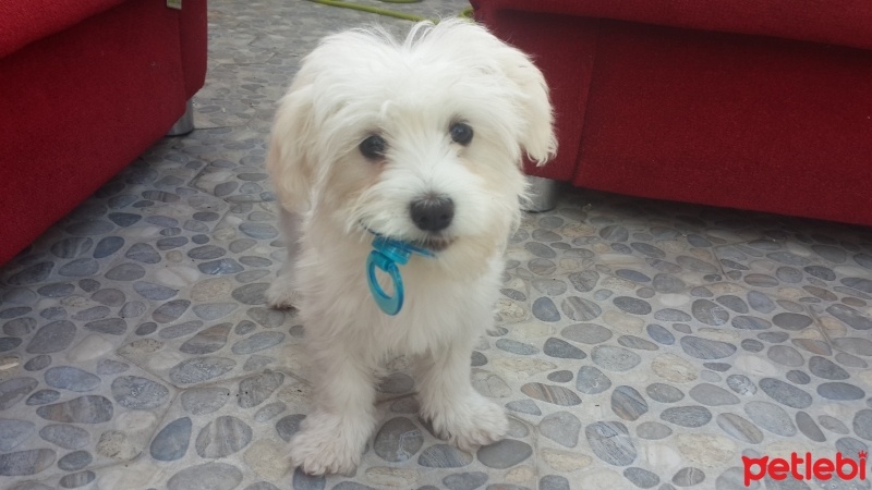 Maltese, Köpek  Lulu fotoğrafı