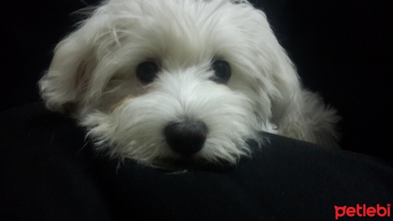 Maltese, Köpek  Lulu fotoğrafı
