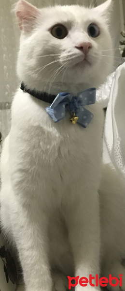 Van Kedisi, Kedi  Paşa ve pamuk fotoğrafı