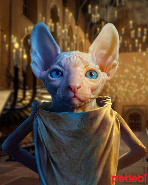 Sphynx, Kedi  Dobby fotoğrafı