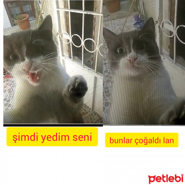 Tekir Kedi, Kedi  firikik fotoğrafı