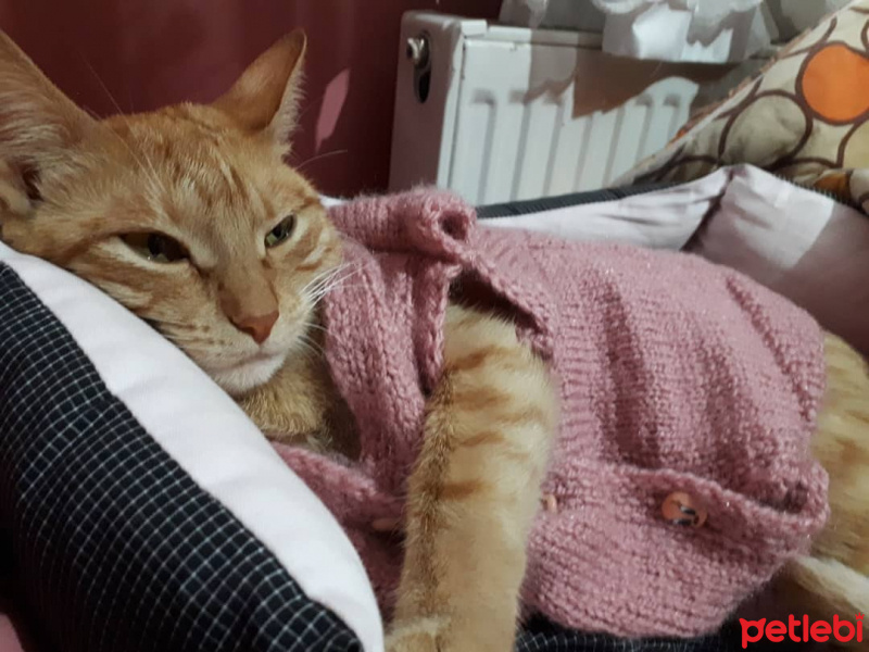 Tekir Kedi, Kedi  Prenses fotoğrafı