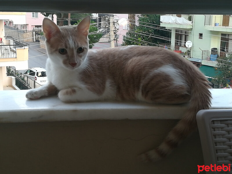 Sarman, Kedi  Poncik fotoğrafı