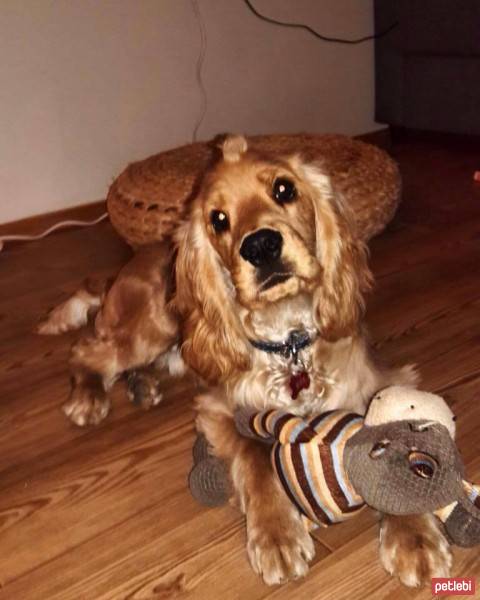 İngiliz Cocker Spaniel, Köpek  Max fotoğrafı