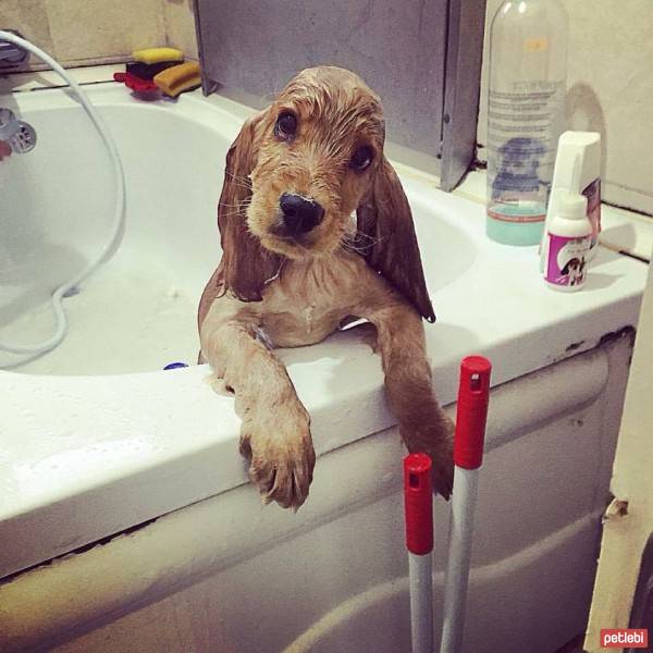 İngiliz Cocker Spaniel, Köpek  Max fotoğrafı