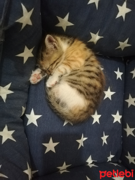 Tekir Kedi, Kedi  Pırtık fotoğrafı