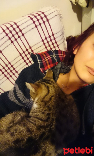 Tekir Kedi, Kedi  Poşet fotoğrafı