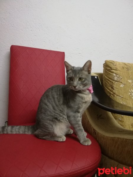 Tekir Kedi, Kedi  Pati fotoğrafı